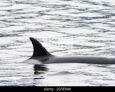 T100 gousse de l'épaulard de Bigg, Orcinus orca, dans le passage intérieur du sud-est de l'Alaska, États-Unis Banque D'Images