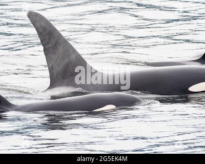 T100 gousse de l'épaulard de Bigg, Orcinus orca, dans le passage intérieur du sud-est de l'Alaska, États-Unis Banque D'Images