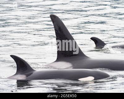 T100 gousse de l'épaulard de Bigg, Orcinus orca, dans le passage intérieur du sud-est de l'Alaska, États-Unis Banque D'Images