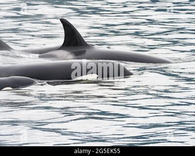 T100 gousse de l'épaulard de Bigg, Orcinus orca, dans le passage intérieur du sud-est de l'Alaska, États-Unis Banque D'Images