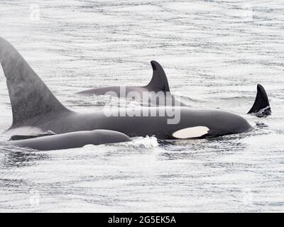 T100 gousse de l'épaulard de Bigg, Orcinus orca, dans le passage intérieur du sud-est de l'Alaska, États-Unis Banque D'Images