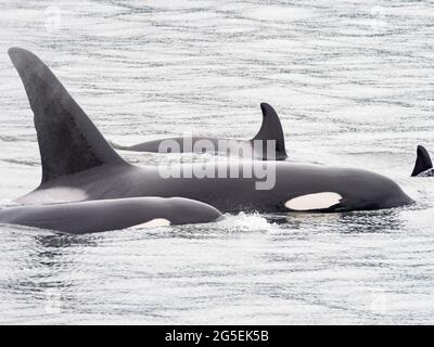 T100 gousse de l'épaulard de Bigg, Orcinus orca, dans le passage intérieur du sud-est de l'Alaska, États-Unis Banque D'Images