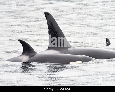 T100 gousse de l'épaulard de Bigg, Orcinus orca, dans le passage intérieur du sud-est de l'Alaska, États-Unis Banque D'Images