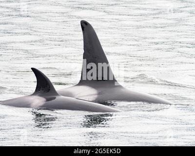 T100 gousse de l'épaulard de Bigg, Orcinus orca, dans le passage intérieur du sud-est de l'Alaska, États-Unis Banque D'Images