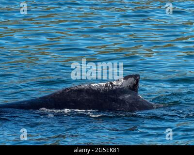 Une paire de baleines à bosse, Megaptera novaeangliae, dans la baie de Kelp, dans le sud-est de l'Alaska, aux États-Unis Banque D'Images