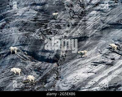 Chèvre de montagne, Oreamnos americanus, on Gloomy Knob, parc national de Glacier Bay, Alaska du Sud-est, États-Unis Banque D'Images