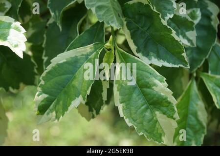 Styrax japonica variegata feuilles avec un fond naturel Banque D'Images