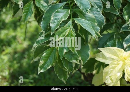 Styrax japonica variegata feuilles avec un fond naturel Banque D'Images