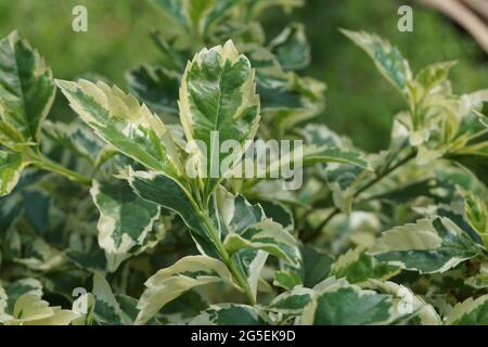 Styrax japonica variegata feuilles avec un fond naturel Banque D'Images