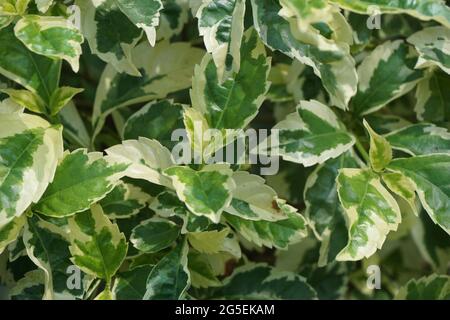 Styrax japonica variegata feuilles avec un fond naturel Banque D'Images