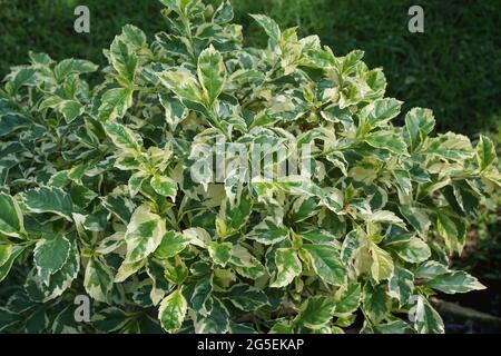 Styrax japonica variegata feuilles avec un fond naturel Banque D'Images