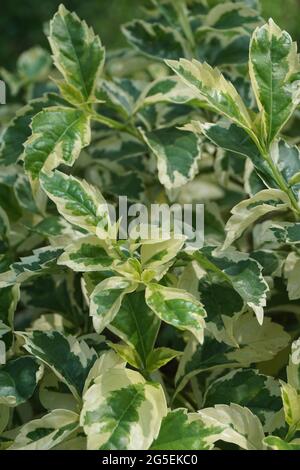 Styrax japonica variegata feuilles avec un fond naturel Banque D'Images