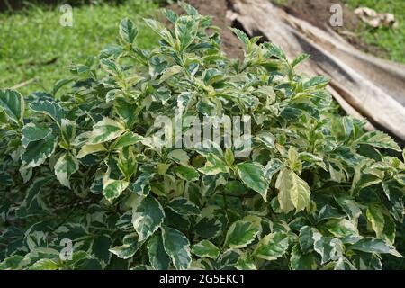 Styrax japonica variegata feuilles avec un fond naturel Banque D'Images