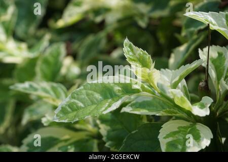 Styrax japonica variegata feuilles avec un fond naturel Banque D'Images