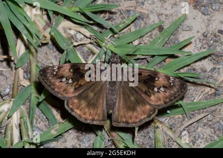 Horace’s Duskywing, Gesta horatius, femelle Banque D'Images