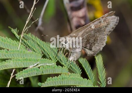 Outis Skipper, Cogia outis, femelle pondre sur Acacia, Acacia angustissima Prairie Banque D'Images