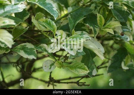 Styrax japonica variegata feuilles avec un fond naturel Banque D'Images