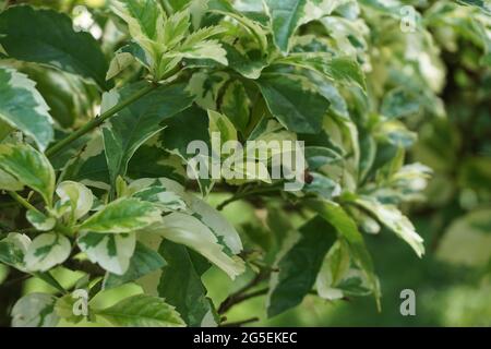 Styrax japonica variegata feuilles avec un fond naturel Banque D'Images