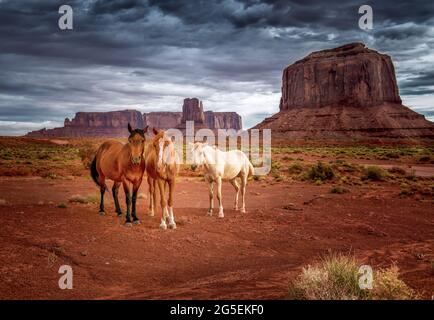 Trois chevaux dans le désert de Monument Valley, Arizona-Utah Banque D'Images