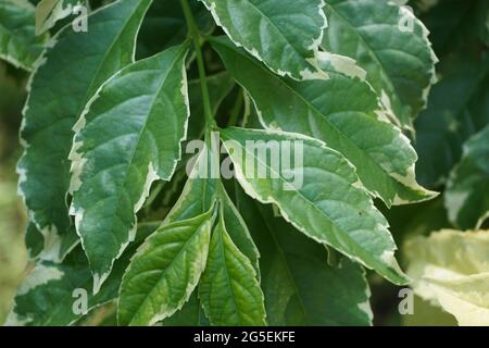 Styrax japonica variegata feuilles avec un fond naturel Banque D'Images