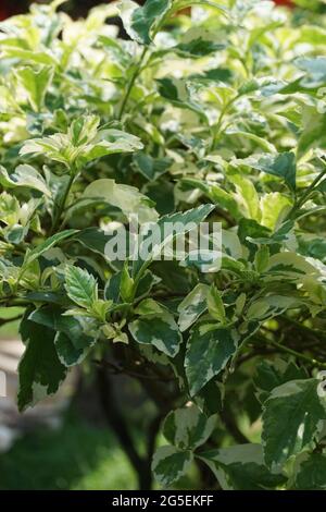 Styrax japonica variegata feuilles avec un fond naturel Banque D'Images