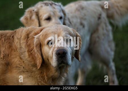 Golden Retriever chiens jouant naturellement ensemble dans un enclos d'herbe verte avec un point de mire étroit. Banque D'Images