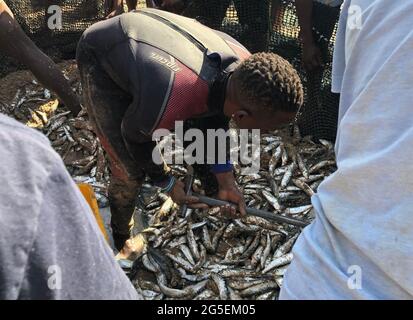 Durban, Afrique du Sud. 26 juin 2021. Des sardines, auparavant pêchées par des chalutiers, se trouvent sur la plage. Des plats de sardine de toutes sortes sont actuellement au menu dans la région côtière autour de la ville portuaire de Durban en Afrique du Sud. La raison en est un spectacle naturel qui déclenche la masse se précipite sur les plages chaque année: La 'course de sardine', déclenchée par les températures hivernales froides de l'hémisphère sud. Credit: Ralf Krüger/dpa/Alay Live News Banque D'Images