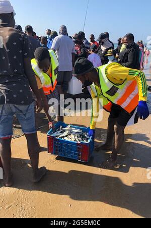 Durban, Afrique du Sud. 26 juin 2021. Les pêcheurs de chalut apportent leurs prises de sardine à la plage. Des plats de sardine de toutes sortes sont actuellement au menu dans la région côtière autour de la ville portuaire de Durban en Afrique du Sud. La raison en est un spectacle naturel qui déclenche la masse se précipite sur les plages chaque année: La 'course de sardine', déclenchée par les températures hivernales froides de l'hémisphère sud. Credit: Ralf Krüger/dpa/Alay Live News Banque D'Images