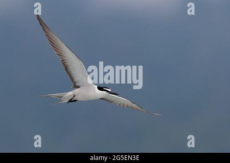 Sterne bridé (Onychopirion anaetpetus), adulte unique en vol, Tolo Harbour, nord-est de Hong Kong, Chine 25 juin 2021 Banque D'Images