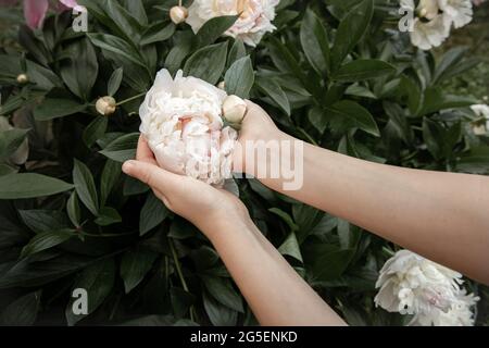 Les mains des enfants tiennent une fleur de pivoine qui pousse sur une brousse. Banque D'Images