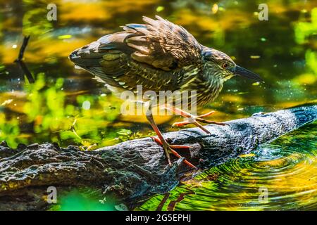 Coloré immature Juvenile Green Heron Fishing Florida Butorides virescens Banque D'Images