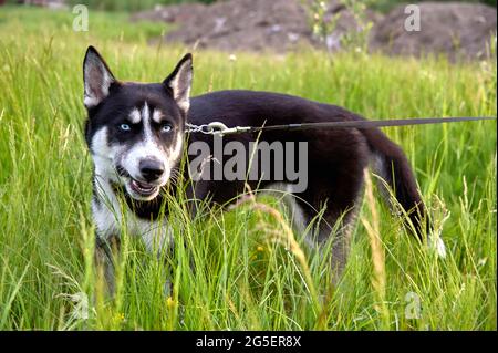 un chien husky est debout sur une laisse dans l'herbe Banque D'Images