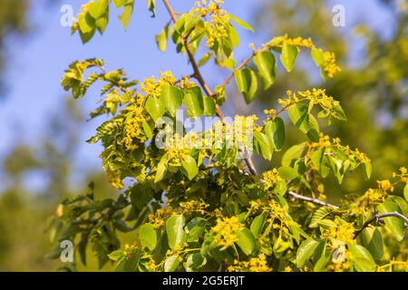 Fleurs et fruits de Paliurus spina-christi, communément appelé épine de Jérusalem Banque D'Images