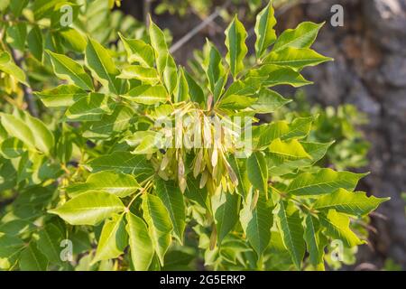 Les fruits de Fraxinus ornus, la cendre de manna Banque D'Images