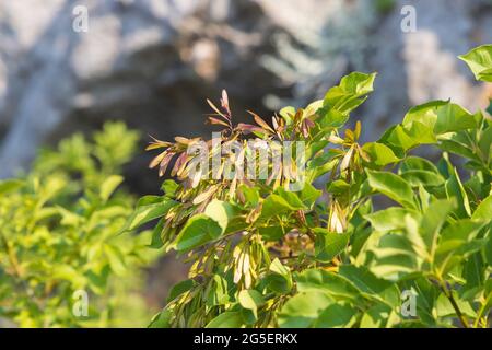 Les fruits de Fraxinus ornus, la cendre de manna Banque D'Images