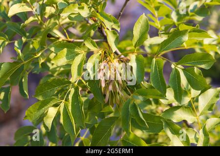 Les fruits de Fraxinus ornus, la cendre de manna Banque D'Images