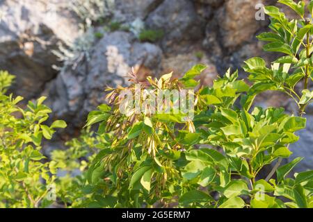 Les fruits de Fraxinus ornus, la cendre de manna Banque D'Images