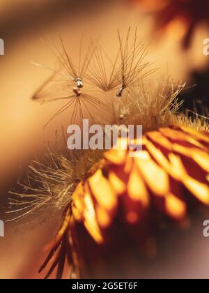 Macro de têtes de graines molletonnées voler loin d'une fleur de pâquerette jaune doré séchée Banque D'Images