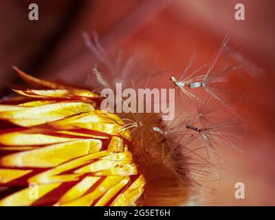 Fleur Macro, riche rouge chaud et orange flou arrière-plan donnant vie à l'effusion des graines et pétales jaunes séchés d'une Marguerite en papier. Amour Banque D'Images