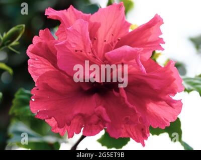 Fleurs d'hiver, magnifiques pétales de fleurs roses rouges et étamines assorties sur cette fleur double Hibiscus Rosa-sinensis, 'Hiawatha', fleur, jardin côtier Banque D'Images