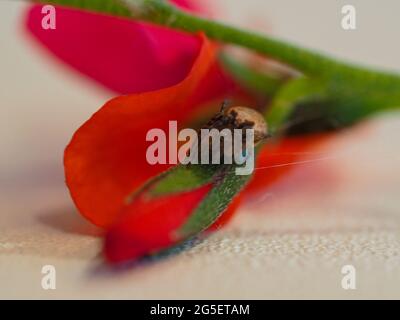 Macro d'une fleur rouge de la flamme rose sur une table avec une petite araignée sur son bourgeon Banque D'Images