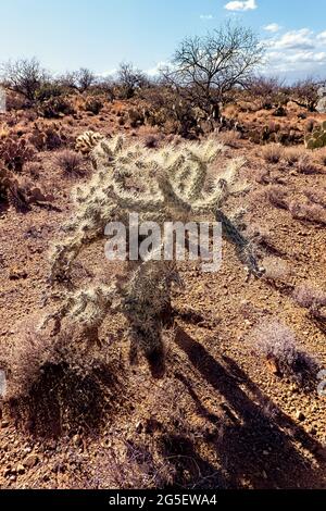 La cactus de la Jolla (Cylindropuntia) au soleil du matin, Arizona Trail, États-Unis Banque D'Images