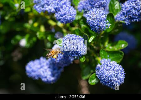 Bumblebee en vol collectant le pollen d'un Bush californien de Lilas, ceanothus thyrsiflorus Banque D'Images