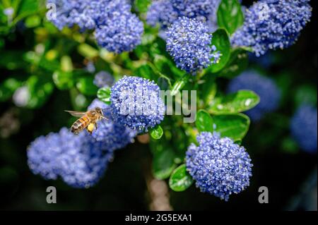 Bumblebee en vol collectant le pollen d'un Bush californien de Lilas, ceanothus thyrsiflorus Banque D'Images