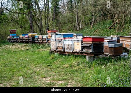 Ruches d'abeilles dans l'apiaire. Ruches en bois peintes avec des abeilles actives. Jardin d'abeilles en Suisse. Concept de biodiversité et d'écologie. Banque D'Images