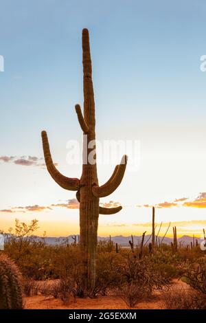 Grand cactus (Carnegiea gigantea) au coucher du soleil dans le parc national de Saguaro, près de Tucson, comté de Pima, sud-est de l'Arizona, États-Unis. Banque D'Images