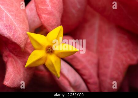 Gros plan de la fleur jaune mussaenda phippica. Cette espèce appartient à la famille des rubiaceae, qui est une plante ornementale. Utilisé foyer sélectif. Banque D'Images