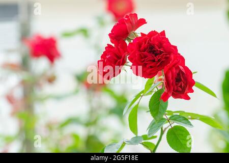 Roses rouges entièrement fleuris sur la plante pendant la journée. Mise au point sélective utilisée. Banque D'Images