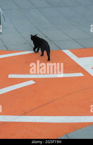 Une vue arrière d'un chat noir errant marchant le long du trottoir Banque D'Images