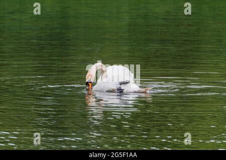 Faites des cygnes sur la réserve naturelle du lac Backwell Banque D'Images